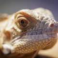 Anforderungen an die artgerechte Haltung von Reptilien nach deutschem Recht