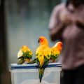 Vogelfutter im deutschen Handel: Qualität, Siegel und Einkaufstipps