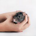 Ratgeber: Klimasteuerung bei Reptilien, Amphibien und Wirbellosen – Unterschiede und Gemeinsamkeiten