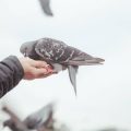 Vogelzucht für Anfänger: Verantwortung, Herausforderungen und gesetzliche Vorgaben