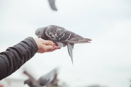 Vogelzucht für Anfänger: Verantwortung, Herausforderungen und gesetzliche Vorgaben