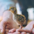 Vogelpraxis: Wichtige Impfungen und vorbeugende Pflegemaßnahmen