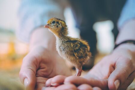 Vogelpraxis: Wichtige Impfungen und vorbeugende Pflegemaßnahmen