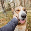 Hunderassen aus funktionaler Sicht: Arbeitshunde, Jagdhunde, Begleithunde