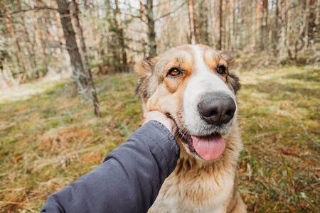 Hunderassen aus funktionaler Sicht: Arbeitshunde, Jagdhunde, Begleithunde