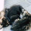 Die Bedeutung von Schwanz- und Ohrstellung bei Katzen