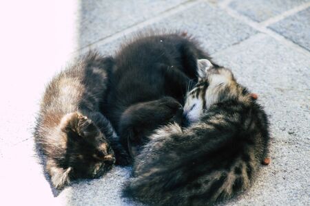 Die Bedeutung von Schwanz- und Ohrstellung bei Katzen