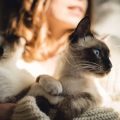 Katzen beschäftigen bei Abwesenheit: So bleibt Ihre Katze alleine glücklich