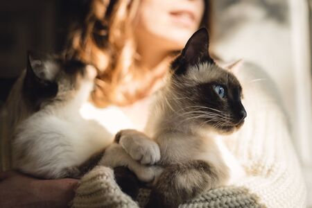 Katzen beschäftigen bei Abwesenheit: So bleibt Ihre Katze alleine glücklich