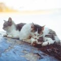 Barfen für Katzen: Grundlagen, Vorteile, Risiken und Erfahrungsberichte aus Deutschland