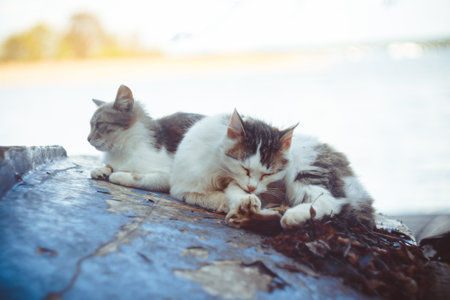 Barfen für Katzen: Grundlagen, Vorteile, Risiken und Erfahrungsberichte aus Deutschland