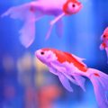 Schritt-für-Schritt-Anleitung zum Einfahren eines neuen Aquariums