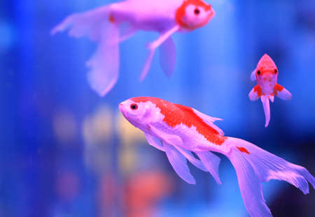 Schritt-für-Schritt-Anleitung zum Einfahren eines neuen Aquariums