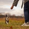 Katzenrassen für Allergiker: Optionen, Erfahrungen und Tipps aus Deutschland