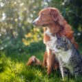 Die Ernährung von Tierschutzhunden: Herausforderungen und Lösungen