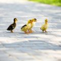 Selbstbau einer Vogelvoliere: Schritt-für-Schritt-Anleitung unter Berücksichtigung deutscher Standards