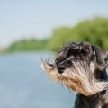 Katzenrassen und Wohnungshaltung: Welche Rassen eignen sich besonders gut?
