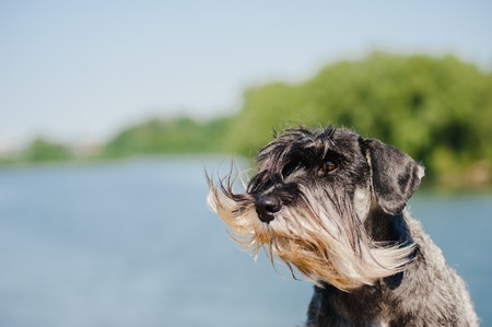 Katzenrassen und Wohnungshaltung: Welche Rassen eignen sich besonders gut?