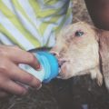 Die Bedeutung der Kastration/ Sterilisation im Zusammenhang mit Hundegesundheit