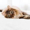 Spezielle Ernährungsbedürfnisse von Katzen: Allergien, Unverträglichkeiten und Diätfutter