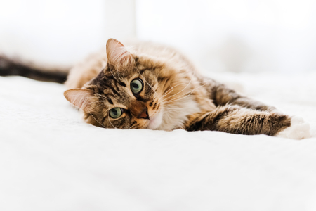 Spezielle Ernährungsbedürfnisse von Katzen: Allergien, Unverträglichkeiten und Diätfutter
