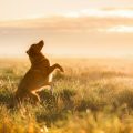 Gesunde Ernährung als Basis für die Hundegesundheit