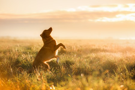 Gesunde Ernährung als Basis für die Hundegesundheit