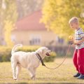 Tierschutz im Kinderzimmer: Wie Kinder den artgerechten Umgang mit Kleintieren lernen