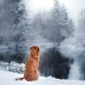 Allergien und Unverträglichkeiten bei Hunden: Ernährungstipps für betroffene Tiere