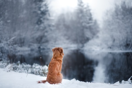 Allergien und Unverträglichkeiten bei Hunden: Ernährungstipps für betroffene Tiere