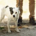 Hundeschuhe und Pfotenschutz: Sinn und Unsinn, Erfahrungen deutscher Hundebesitzer