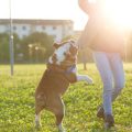 Hundetraining auf dem Land: Besonderheiten und Empfehlungen