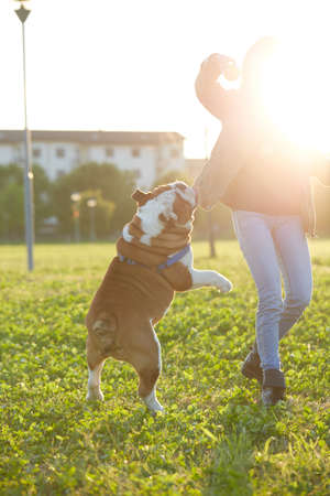 Hundetraining auf dem Land: Besonderheiten und Empfehlungen
