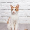 Leckerlis für Katzen – sinnvoller Zusatz oder unnötige Kalorien?