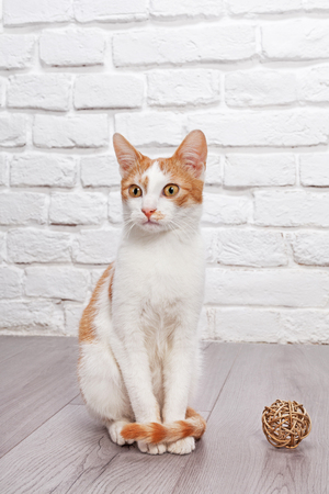 Leckerlis für Katzen – sinnvoller Zusatz oder unnötige Kalorien?