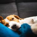 Tiervermittlung in Deutschland: Kriterien, Voraussetzungen und Auswahlprozesse