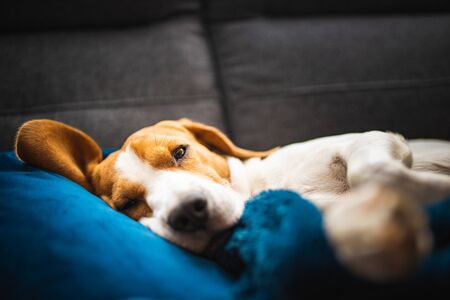 Tiervermittlung in Deutschland: Kriterien, Voraussetzungen und Auswahlprozesse