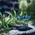 Tipps zur Einrichtung und Pflege großvolumiger Aquarien mit moderner Technik