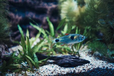 Tipps zur Einrichtung und Pflege großvolumiger Aquarien mit moderner Technik
