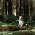 Devon Rex: Die aussergewöhnliche Lockenpracht und energiegeladene Persönlichkeit