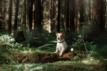 Devon Rex: Die aussergewöhnliche Lockenpracht und energiegeladene Persönlichkeit