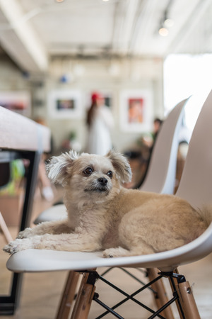 Restaurants und Cafés: Wo sind Hunde in Deutschland willkommen?