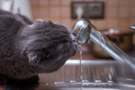 Weichwasser versus Hartwasser: Anpassung der Wasserqualität an die Bedürfnisse verschiedener Fischarten