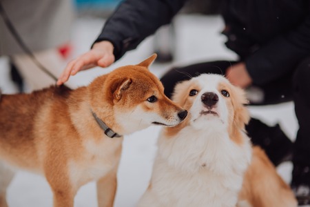 Pflegeprodukte für Kleintiere im Test: Shampoos, Pflegebürsten und Krallenpflege bewerten