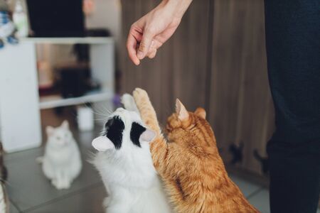 DIY-Kratzbäume und Spielplätze für Katzen: Kreative Bauideen für Zuhause