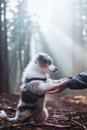 Das Bewusstsein für Nachhaltigkeit unter deutschen Haustierbesitzern: Trend oder Notwendigkeit?