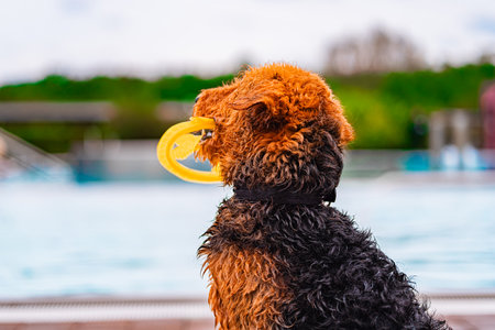 Futtersysteme und Wasserspender: Praktische Lösungen für unterschiedliche Vogelarten