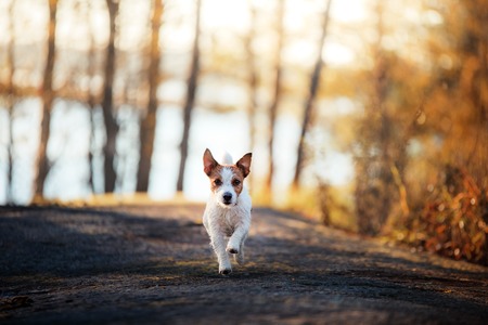 Trendige Designs und deutsche Accessoire-Labels: Wie stylisch darf es für den Hund sein?